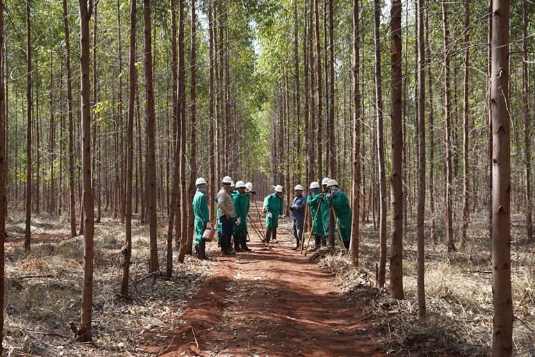 Principais atividades da função são combate às formigas, replantio, aplicação de herbicidas, adubação, roçada, capina e manejo de mudas. - Foto: Divulgação/Assessoria