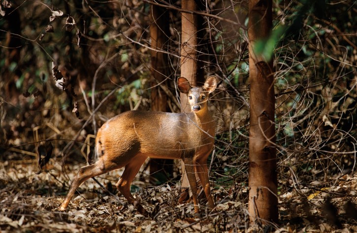 Já foram > vistos 550 animais nas florestas da Suzano - Divulgação