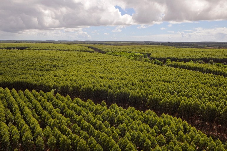 A Suzano é referência global na fabricação de bioprodutos desenvolvidos a partir do cultivo de eucalipto. - Divulgação/Assessoria