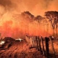 Com os parques criamos as condições perfeitas para os grandes incêndios: material para combustão e nenhum manejo de controle - Foto: Reprodução/ Acrissul