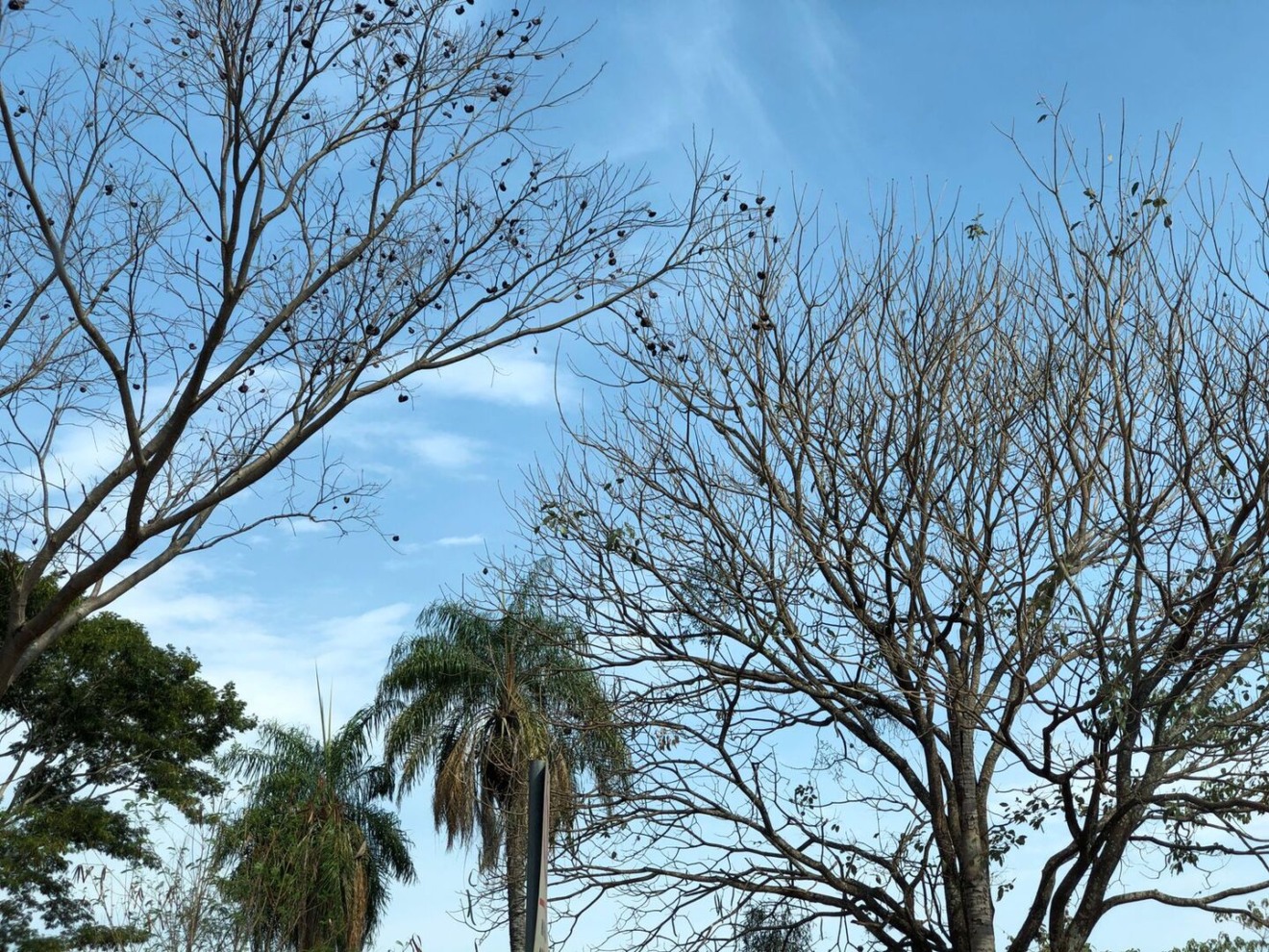 Outono tem como características dias mais secos, com baixa umidade do ar. - Foto: Arquivo CBN