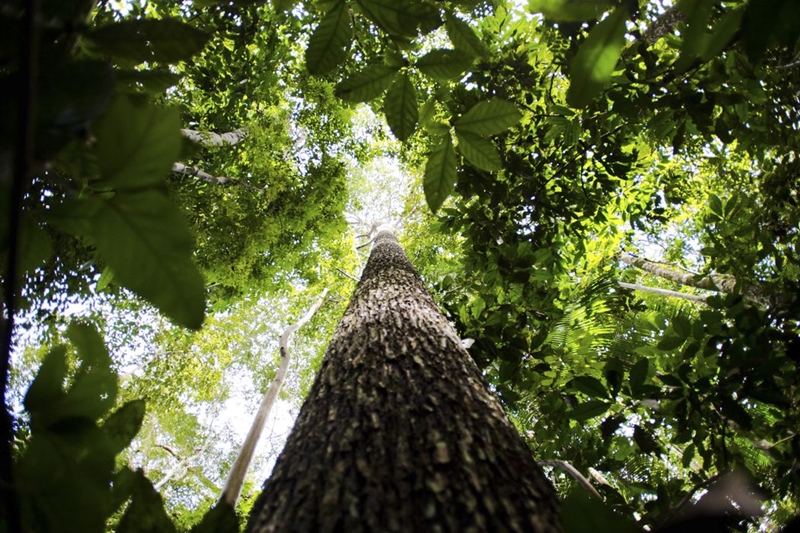 Governo do Amazonas abre edital para Crédito de Carbono - Foto: Marcelo Camargo/Agência Brasil