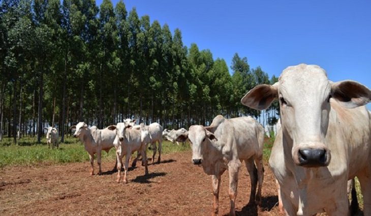 Produtores rurais tiveram quase R$ 117 milhões de incentivos pagos no ano passado