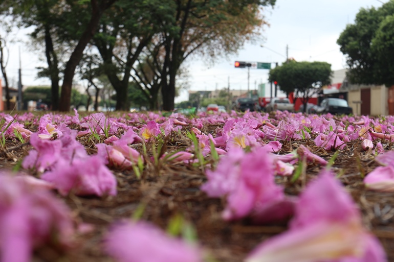 Os ipês florescem. Cada espécie, em uma estação. Assim pode ser a nossa vida, dias mais floridos, dias mais secos, dias sem flores. Mas, a beleza, sempre deve aparecer! - Arquivo/JPNEWS