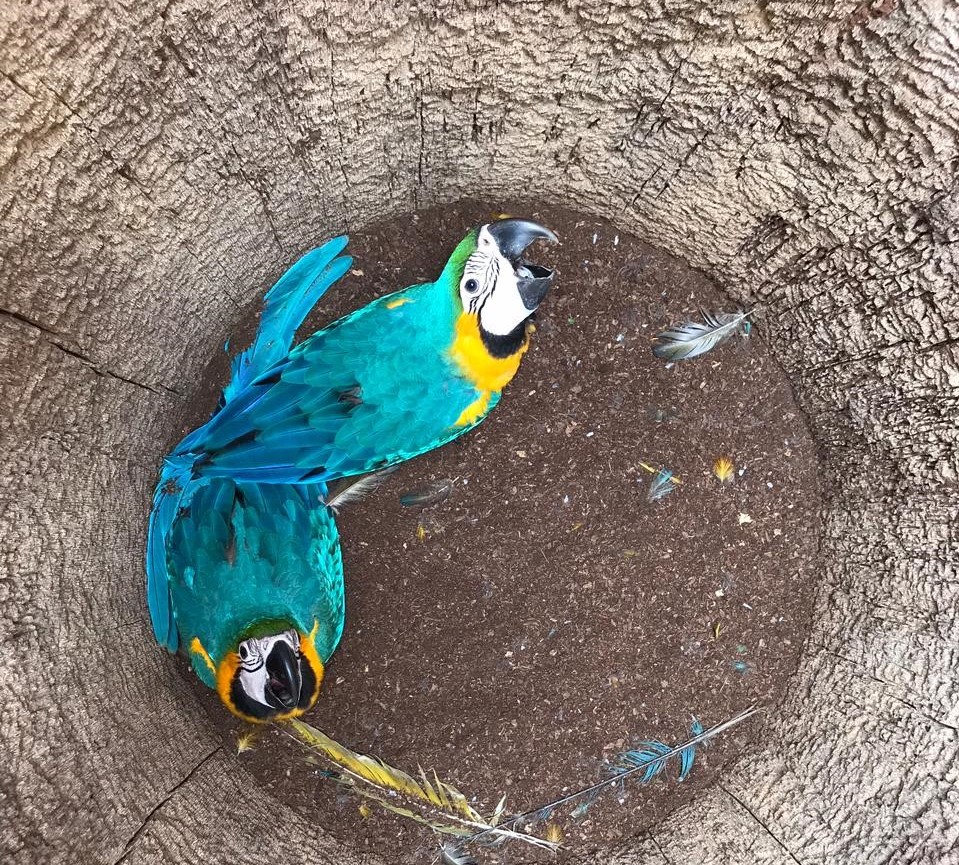 Campo Grande é centro de reprodução das araras, segundo presidente do Instituto Arara Azul - Foto: Neiva Guedes