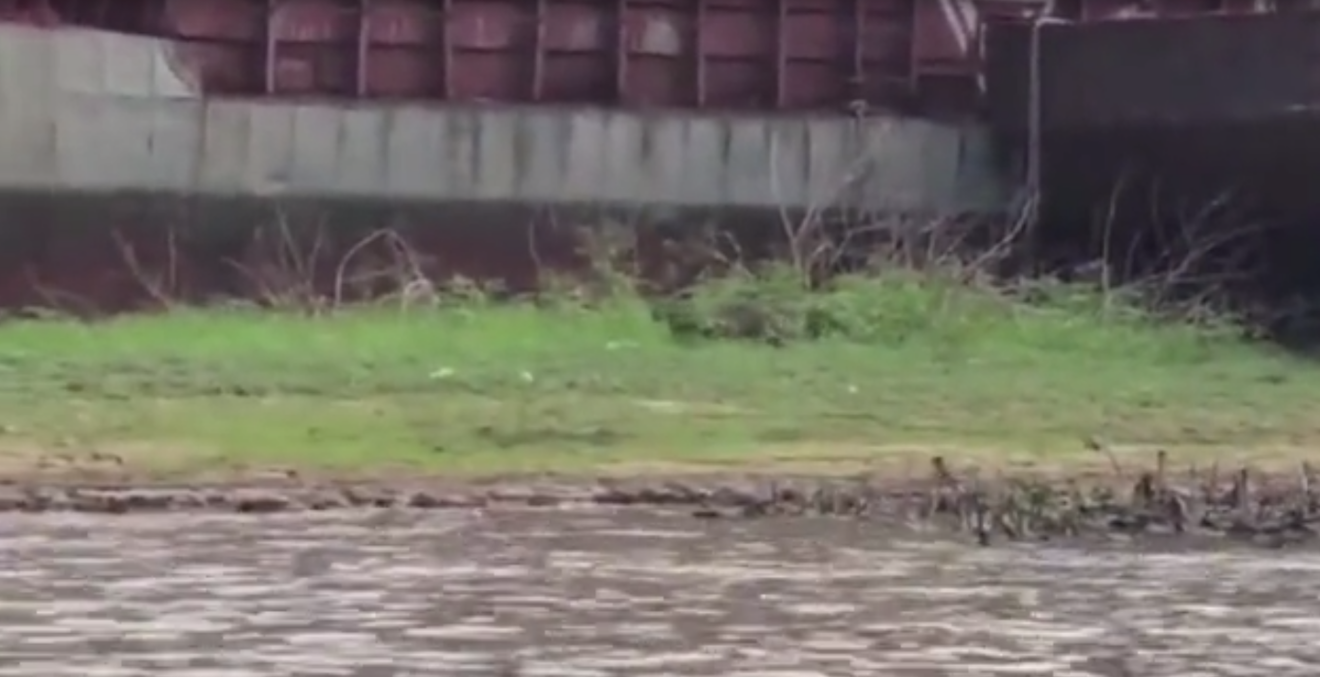 Onças-pintadas aparecem a cerca de 600 m de casas em Corumbá - Foto: Reprodução/Vídeo