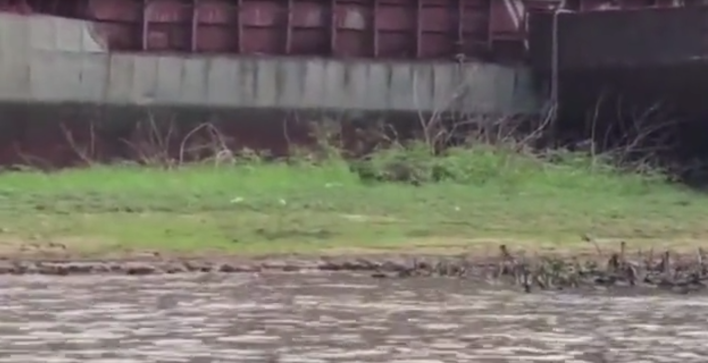 Onças-pintadas aparecem a cerca de 600 m de casas em Corumbá - Foto: Reprodução/Vídeo