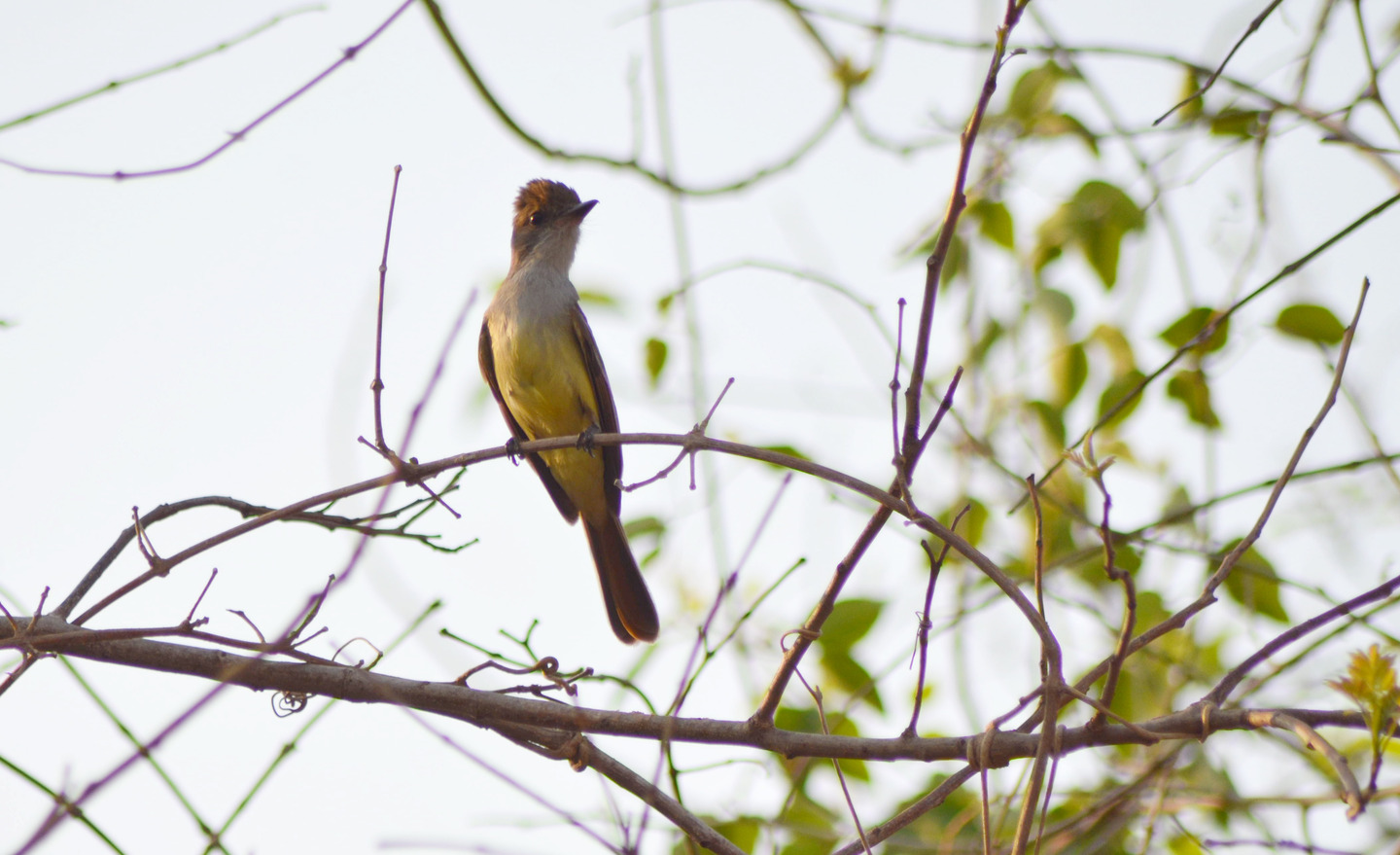 Estudos feitos até agora apontam que em Corumbá há 412 espécies de aves - Foto: Viviane Amorim