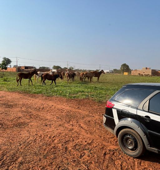 Ocorrência foi registrada no bairro Jardim Progresso, em Três Lagoas. - Divulgação/Polícia Civil