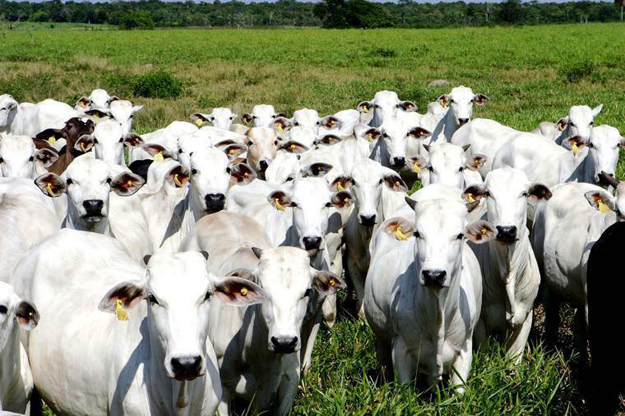 Patamar de preços do Boi Gordo caiu em MS