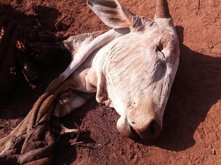 Gado é abatido, carneado e furtado de fazenda em Três Lagoas - Divulgação