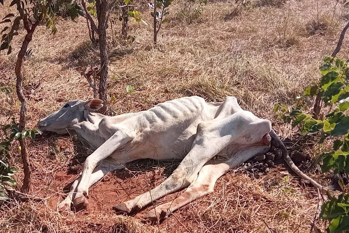 Pelos maus tratos, o proprietário da fazenda foi autuado administrativamente e foi multado em R$ 3 mil - PMA/Divulgação