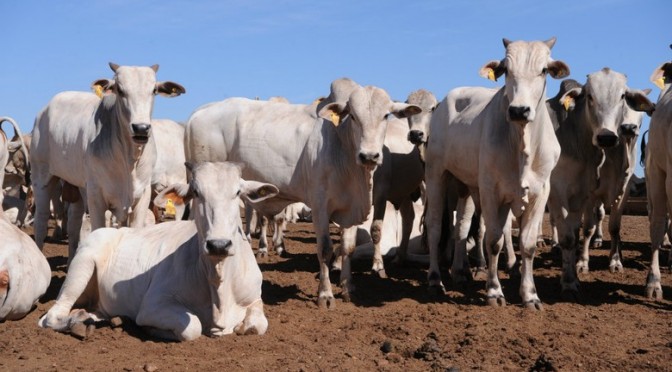 Bovinos produzidos de forma sustentável ganham incentivos - Semagro