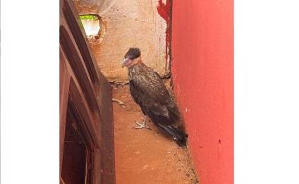 A ave de rapina foi levada para o quartel de 4º Subgrupamento - Corpo de BombeirosParanaíba
