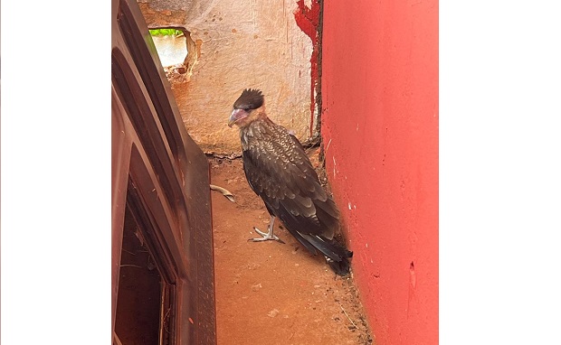 A ave de rapina foi levada para o quartel de 4º Subgrupamento - Corpo de BombeirosParanaíba