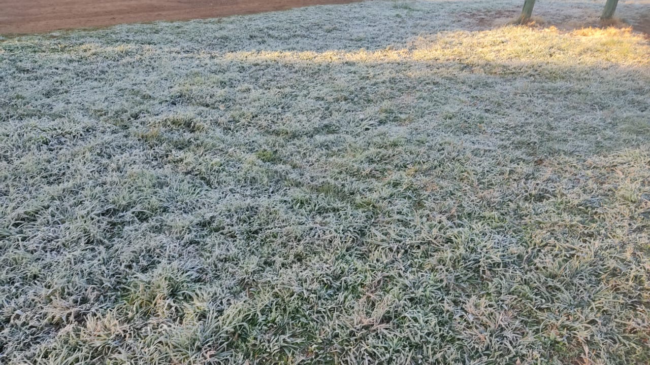 Pasto coberto de geada em região de Naviraí - Horácio Alves/Arquivo Pessoal