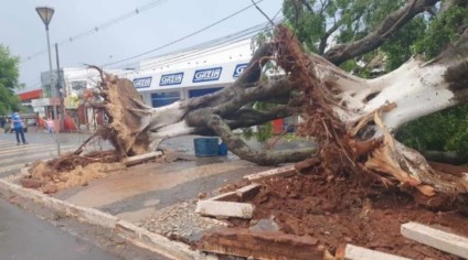 Jardim registrou quedas de árvores por toda cidade - Jardim News