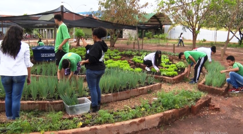 Estudantes aproveitam para vender as verduras para moradores e dinheiro é revertido para melhorias na Escola Estadual Luiz Lopes de Carvalho. - Reprodução/TVC