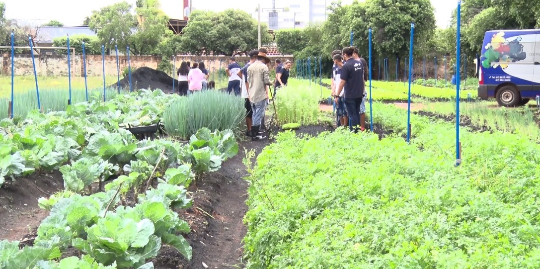 Projeto horta urbana ajuda famílias em situação de vulnerabilidade em Três Lagoas - Reprodução TVC