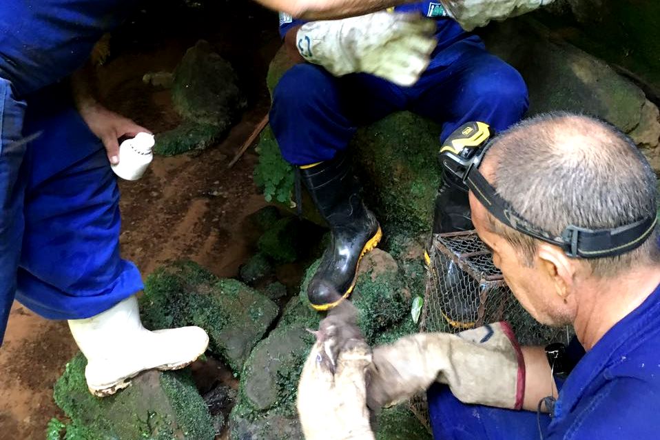 Região apresentou nove casos da doença, enquanto Paraíso das Águas e Costa Rica registraram mais de 100 animais mortos pela raiva - Foto: Divulgação/Iagro