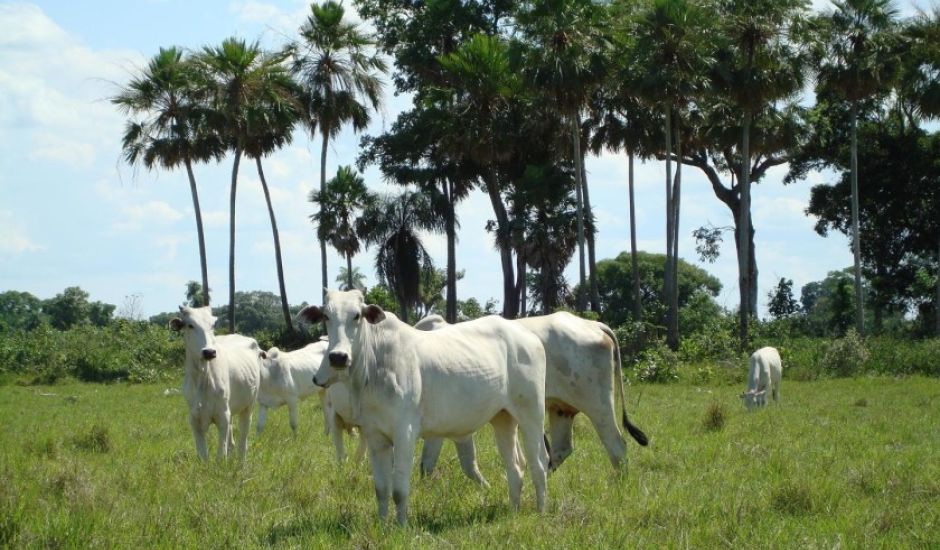 Rebanho bovino teve queda de 1,66% em Mato Grosso do Sul no ano passado. - Foto: Ilustração/ABPO