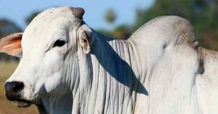 Prazo final para o produtor comunicar a vacinação no sistema da Iagro também será ampliado - Foto: Reprodução DBO