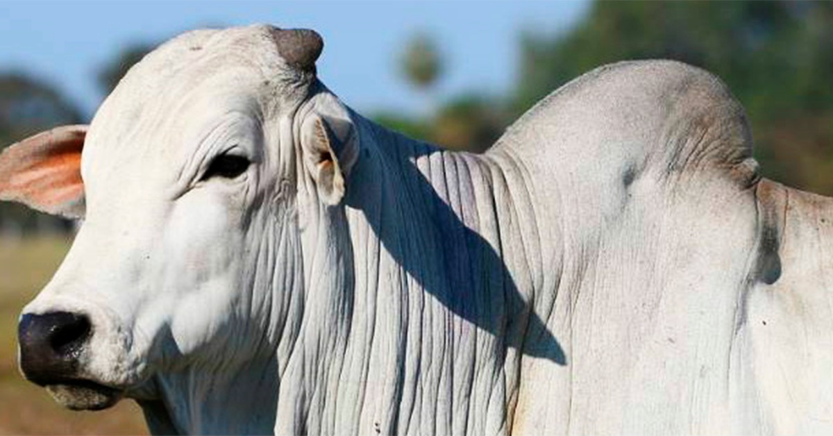 Prazo final para o produtor comunicar a vacinação no sistema da Iagro também será ampliado - Foto: Reprodução DBO