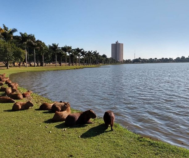 Capivaras. Nossas queridinhas, que moram na área central de Três Lagoas, em um momento de banho de sol. - Arquivo/JPNEWS