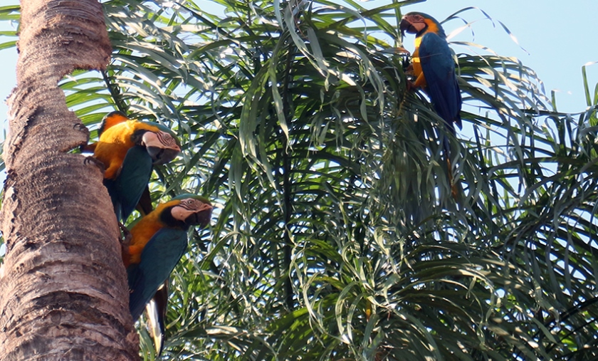 É um absurdo não contemplar a beleza da fauna em plena área central de Três Lagoas. Somo privilegiados, somos honrados por tanta beleza da natureza tão perto! - Arquivo/JPNEWS