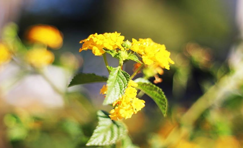 Luz. Aquela que ilumina, que conduz. Ela pode refletir esperança e estar estampada em uma pequena flor. - Arquivo/JPNews