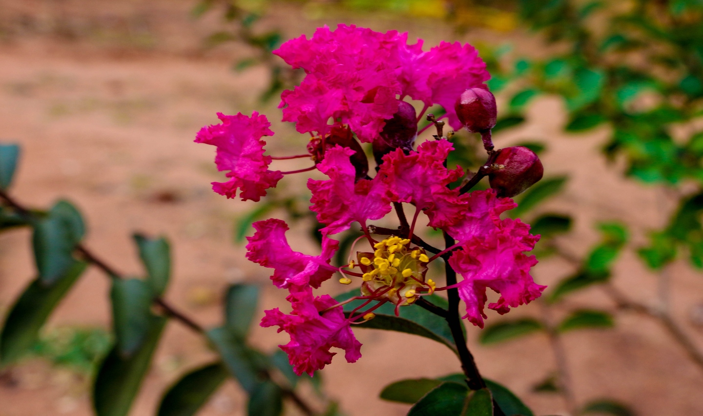 Os tempos são difíceis. Não está fácil para ninguém. Mas podemos deixar o dia a dia mais leve, começando por contemplar a bela natureza! - Arquivo/JPNEWS