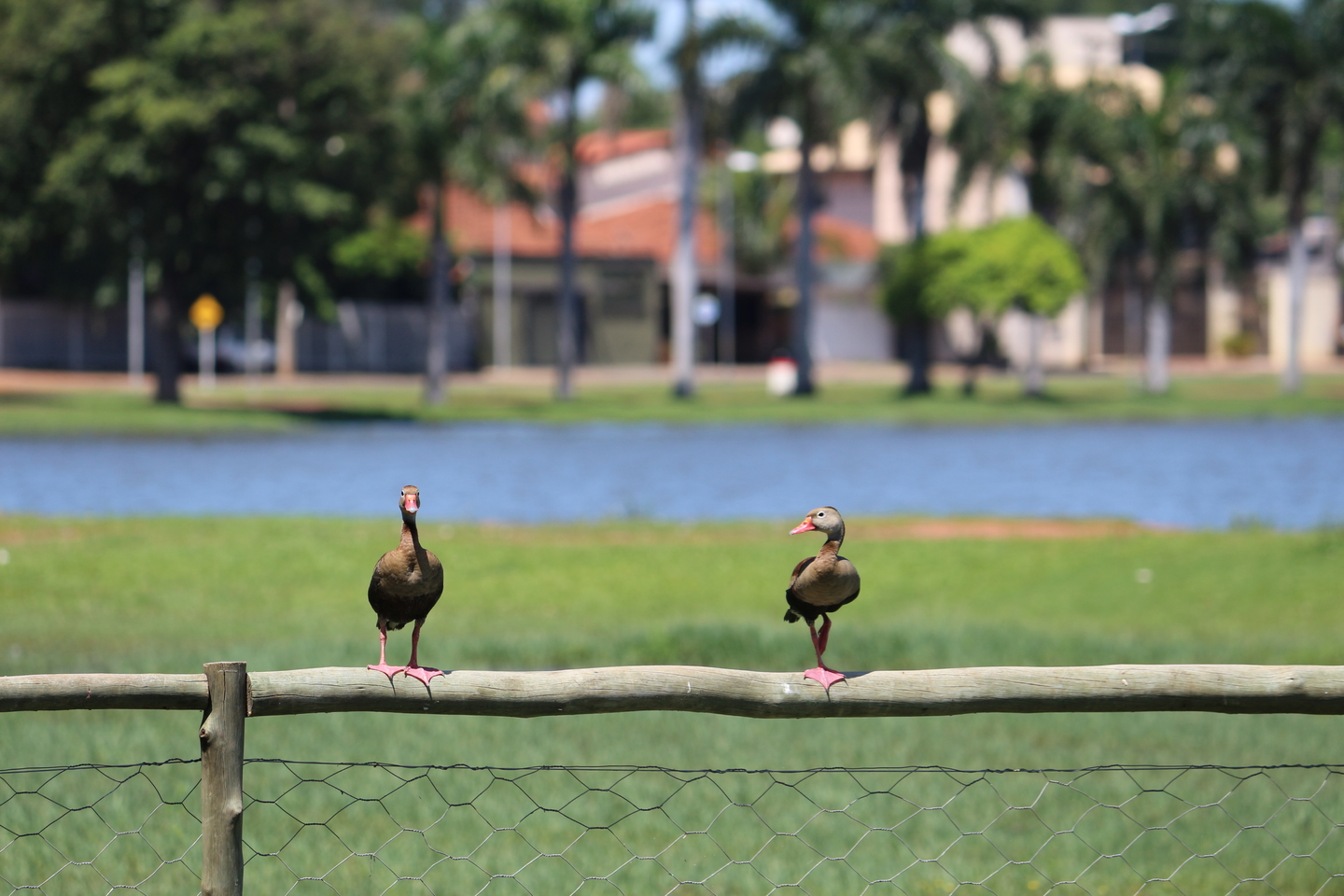 “Saia, vá para o campo, aproveite o sol e tudo o que a natureza tem para oferecer. Saia e tente recapturar a felicidade que há dentro de você; pense na beleza que há em você e em tudo ao seu redor, e seja feliz.” -Anne Frank - Danielle Leduc/JPNews