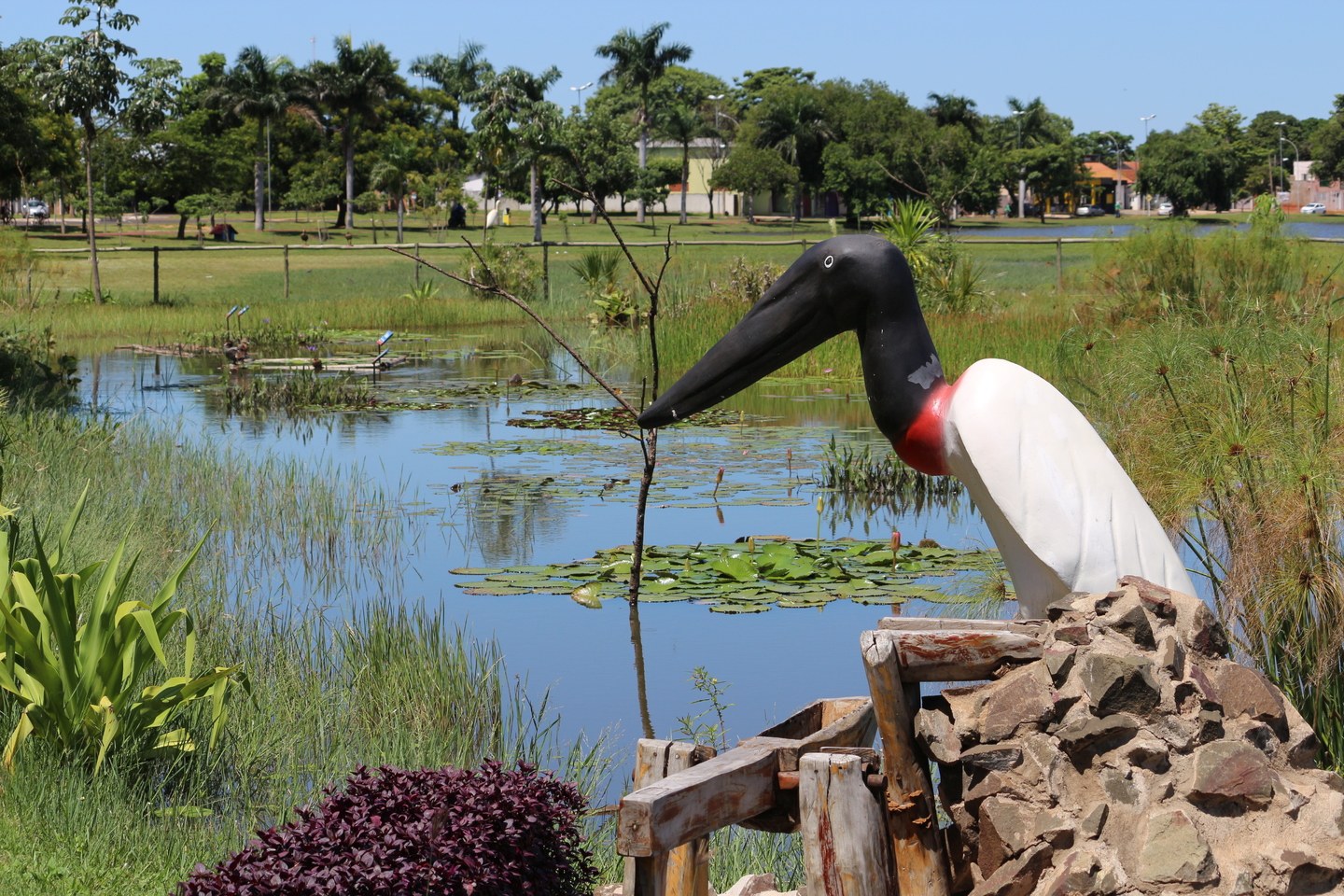 “É seu habitat natural, gosta de ali se banhar, e de peixes se alimentar. Este gracioso e imponente Tuiuiú, pro poeta representa poesia, pro pantanal, sua mais bela alegoria. Deus o fez, pra natureza, enfeitar”. -Autor desconhecido - Danielle Leduc/JPNews