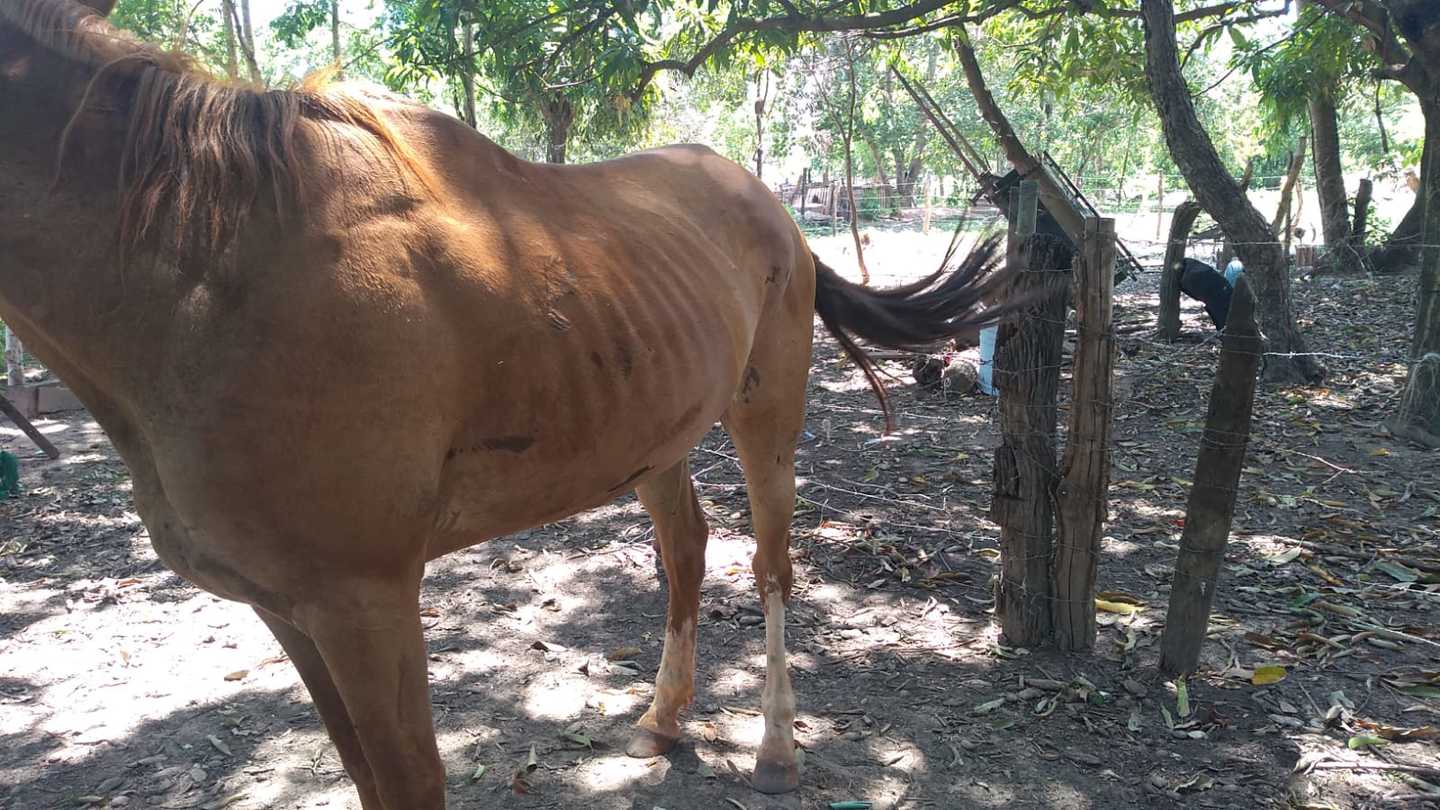 Colisão com cavalo solto em rua escura teria sido as causa de acidente fatal - Divulgação/Polícia Civil