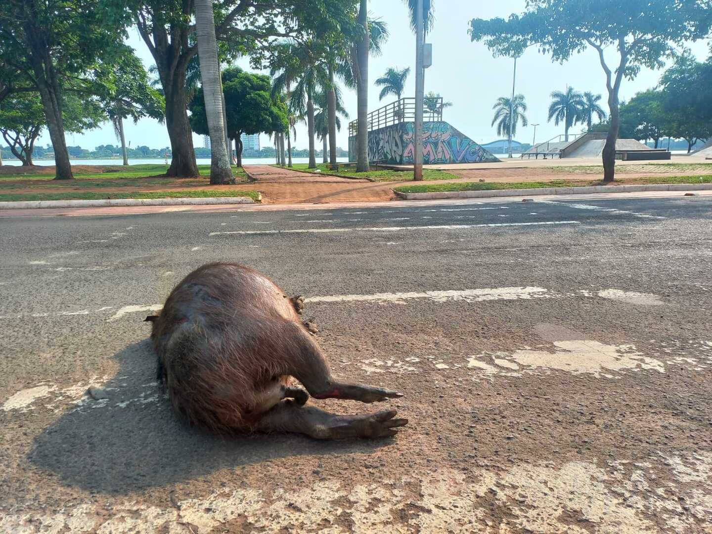 Animal tinha várias lesões no corpo e estava morta sobre a faixa de pedestre - Alfredo Neto/JPNews