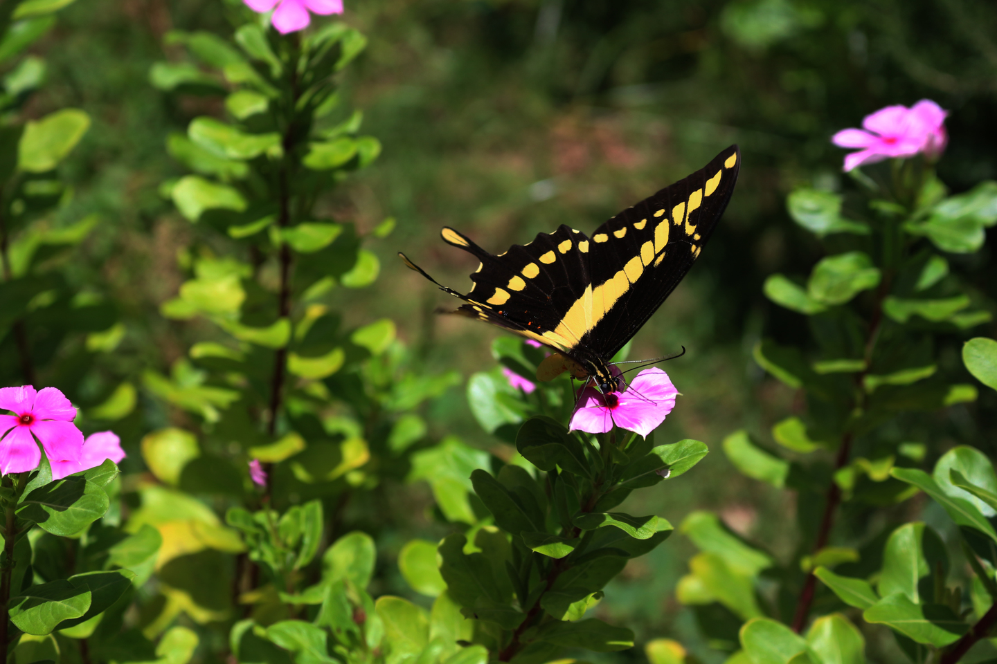 A delicadeza de uma simples borboleta, porém linda, em seu habitat, nos remete a forma de como podemos ser e viver. - Arquivo/JPNEWS