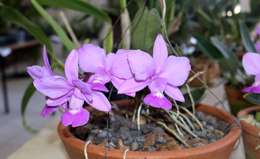 Aquele que cultiva uma flor, espalha a beleza e torna a vida mais leve - Arquivo/JPNews