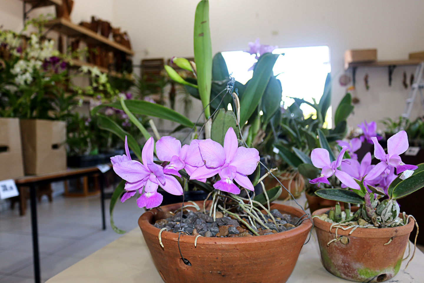 A pesquisa foi feita em 14 estabelecimentos, sendo floriculturas, estúdios de beleza e lojas de cosméticos e perfumarias. - Arquivo/JPNews