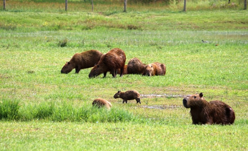 Com a estiagem, as lagoas não oferecem mais abundância de alimentos para os animais - Arquivo/JPNews