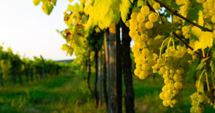 Uva Riesling possui forte ligação com a história do mundo dos vinhos e com a cultura de várias regiões - Foto: Repdoução Internet