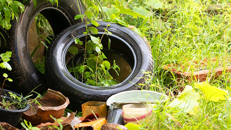 Sujeiras e locais com água parada ajudam na proliferação do mosquito - Foto: Reprodução