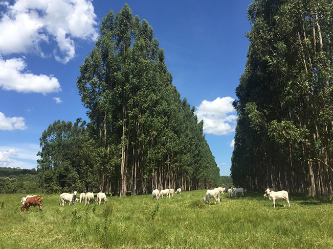 Integração no campo entre pecuária e floresta - Premix