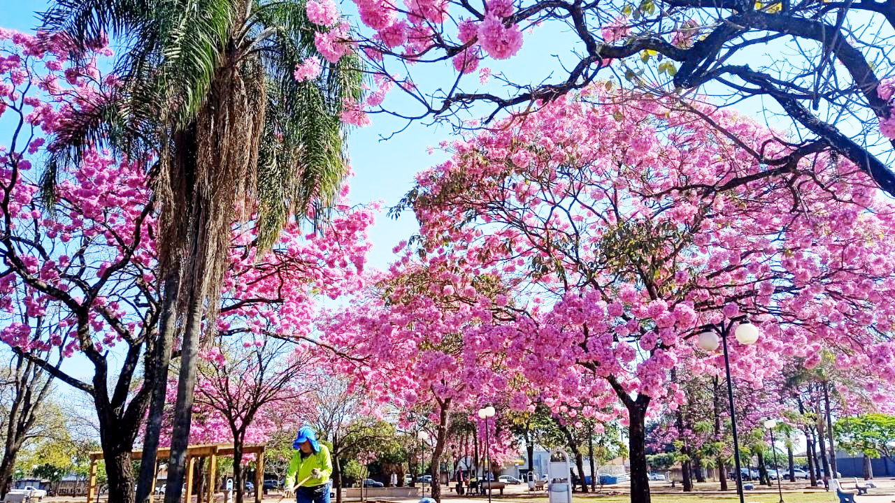 Terça-feira será de tempo seco e calor em Três Lagoas - Divulgação /Telma Brum