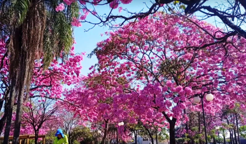 Três Lagoas está muito mais bonita e colorida com a floração dos Ipês - Divulgação/Telma Brum