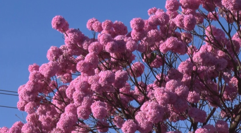 Ipês-rosas florescem no período do Inverno - Arquivo/JPNEWS