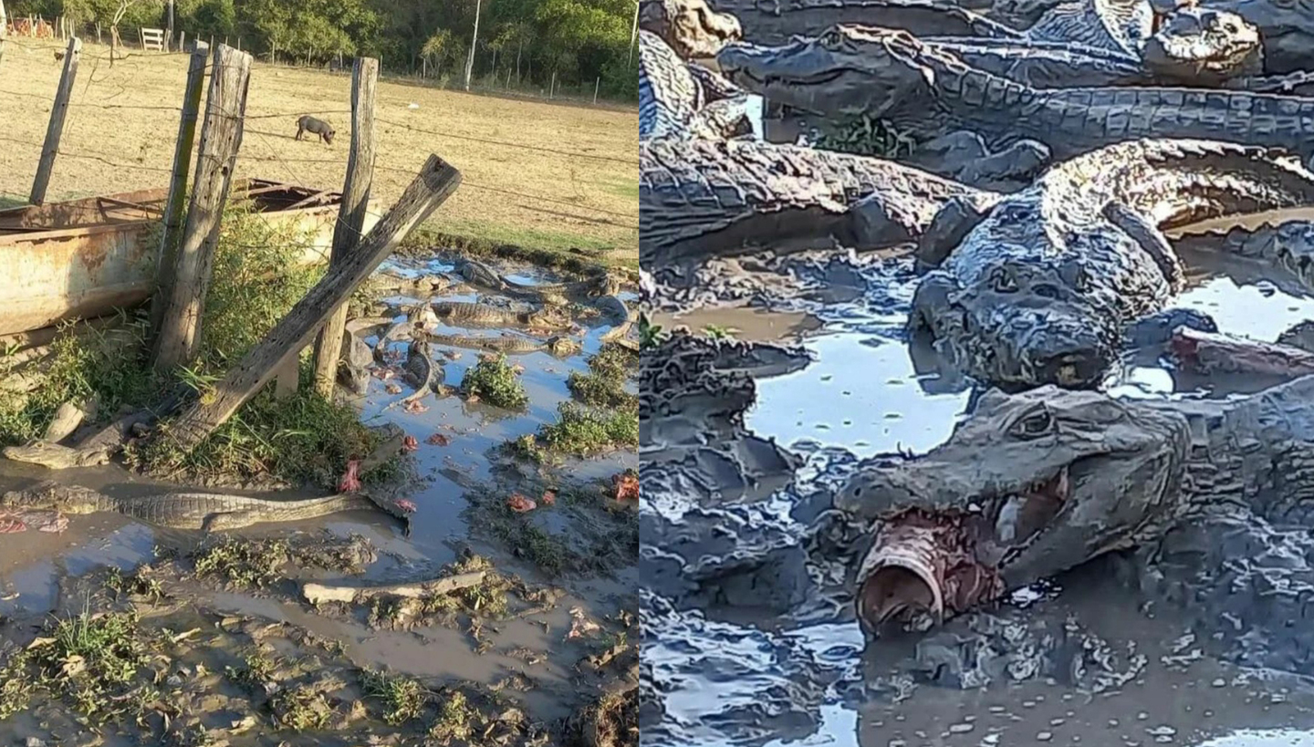 Jacarés encontrados desnutridos - GRETAP-MS