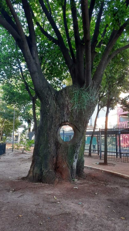 A árvore sofreu alguns incidentes, mas, continua saudável sombreando quem frequenta a Praça Ary Coelho - Foto: Arquivo pessoal - Gisseli Giraldeli