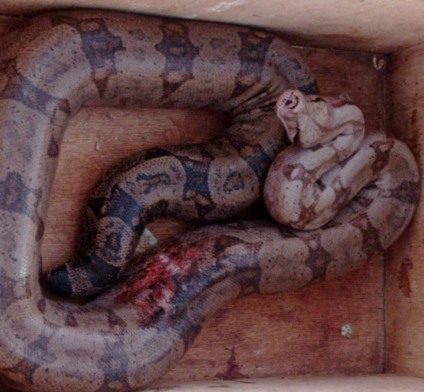 A serpente tem mais de dois metros - Divulgação/ Corpo de Bombeiros