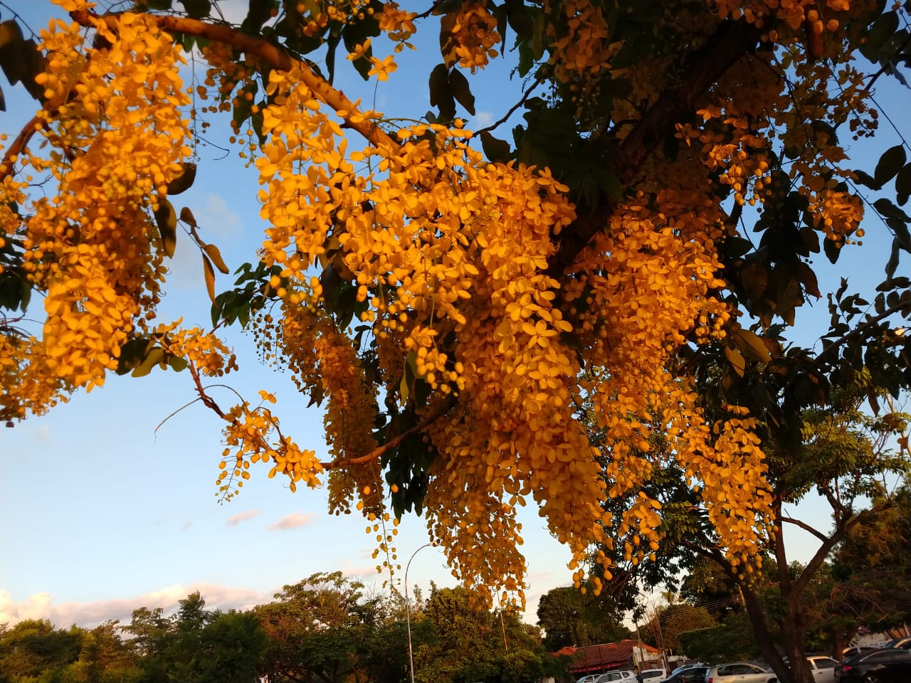 Não são apenas flores. É uma paisagem da beleza natural, das dádivas de Deus e da natureza. Sempre veja o melhor de uma imagem! - Arquivo/JPNEWS