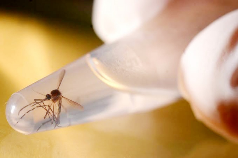 Doença > mosquito palha costuma ser o transmissor do protozoário da leishmaniose em áreas urbanas. - Divulgação